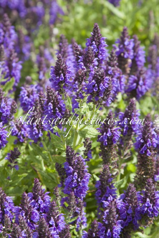 Salvia nemorosa ‘Haeumanarc’ (MARCUS)