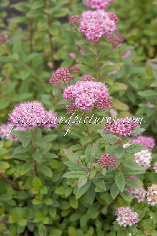 Spiraea japonica ‘Odessa’