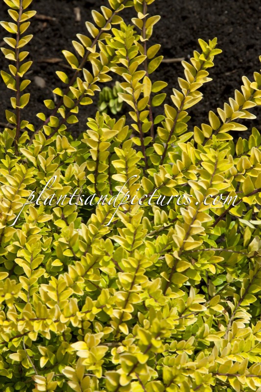 Lonicera nitida ‘Golden Glow’