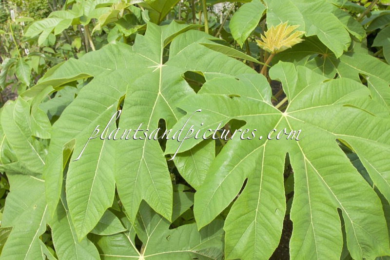 Tetrapanax papyrifer