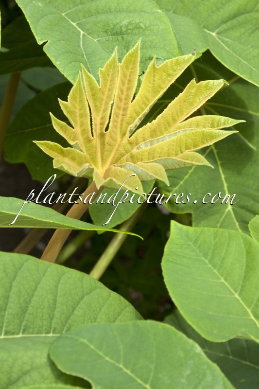 Tetrapanax papyrifer