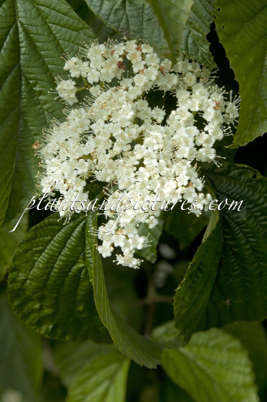 Viburnum wrightii