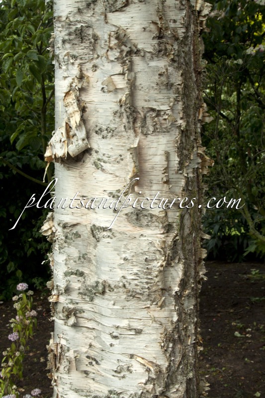 Betula utilis