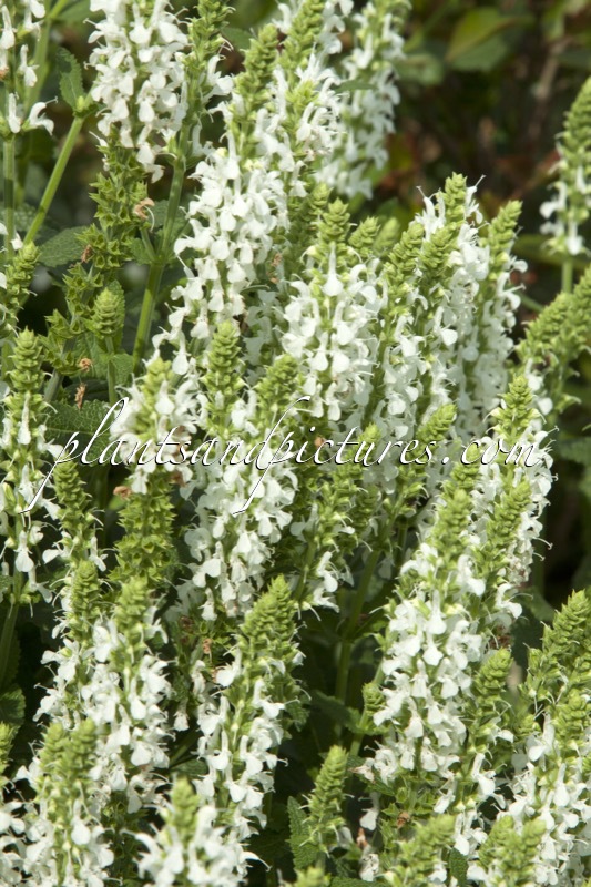 Salvia nemorosa ‘Schneehügel’