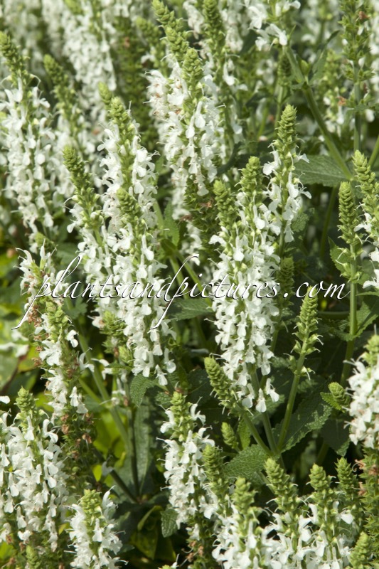 Salvia nemorosa ‘Schneehügel’