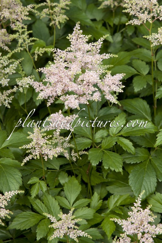 Astilbe ‘Peach Blossom’