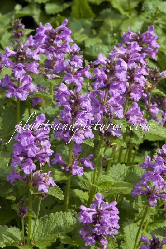 Betonica macrantha ‘Superba’