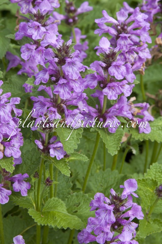 Betonica macrantha ‘Superba’