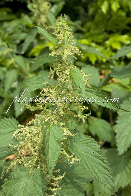 Urtica dioica