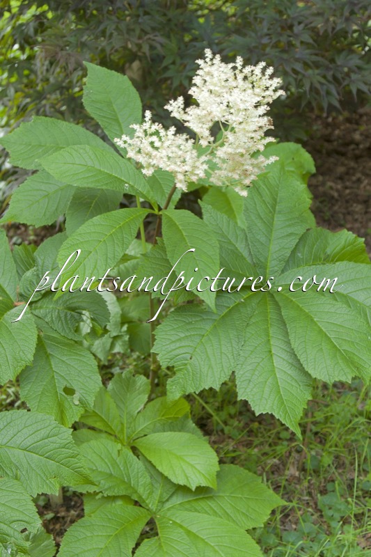 Rodgersia