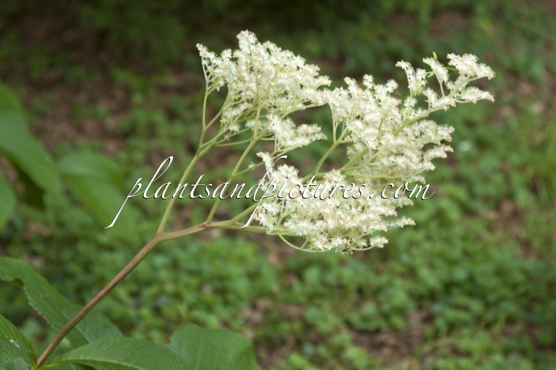 Rodgersia