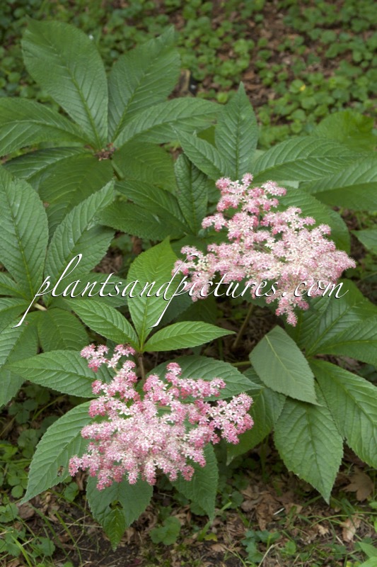 Rodgersia pinnata ‘Buckland Beauty’