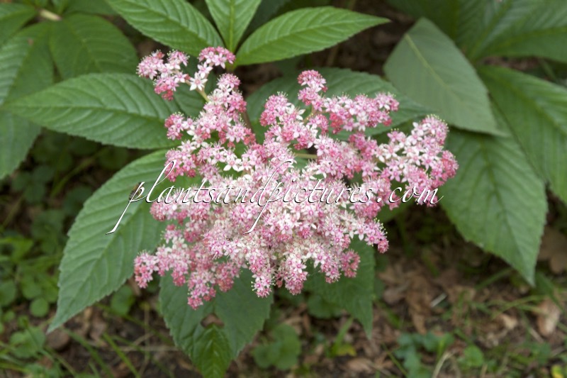 Rodgersia pinnata ‘Buckland Beauty’