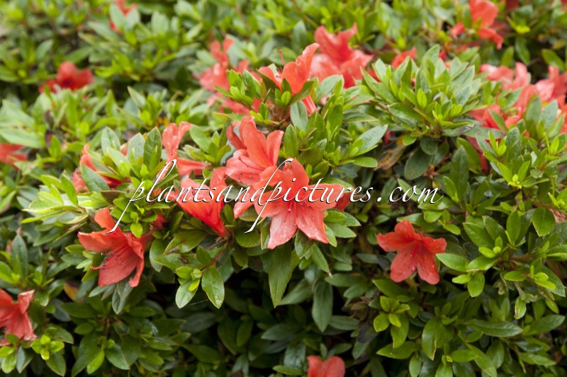 Rhododendron nakaharae ‘Deep Orange’