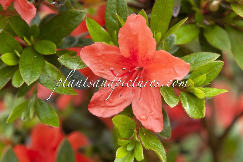 Rhododendron nakaharae ‘Deep Orange’