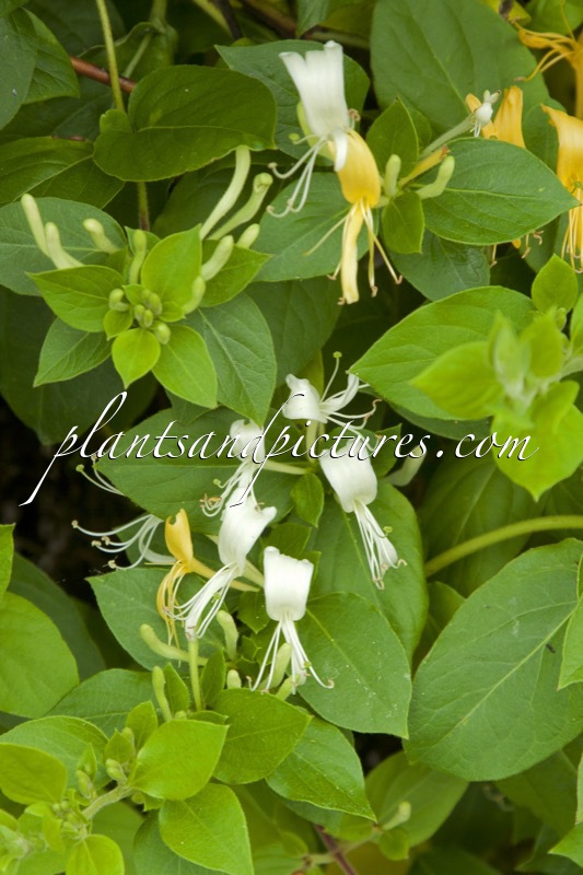 Lonicera japonica ‘Cream Cascade’
