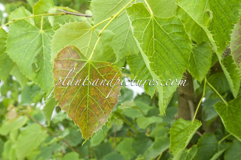 Tilia henryana