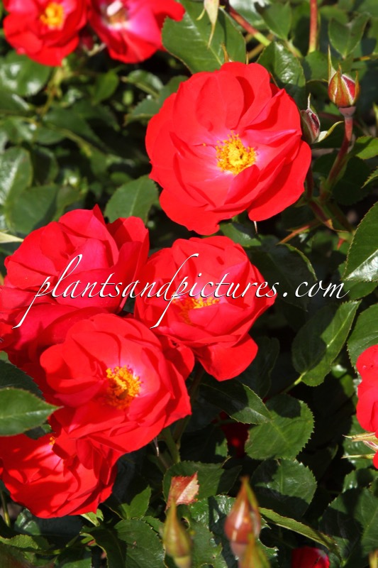 Rosa ‘NOA150097’ (RESONANZ)