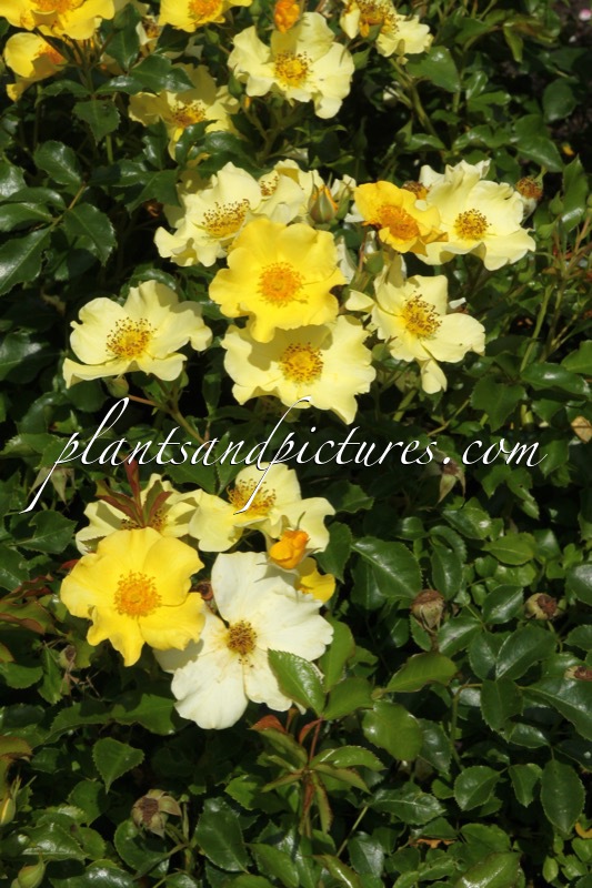 Rosa ‘Bokraruirol’ (ROLAND GARROS)