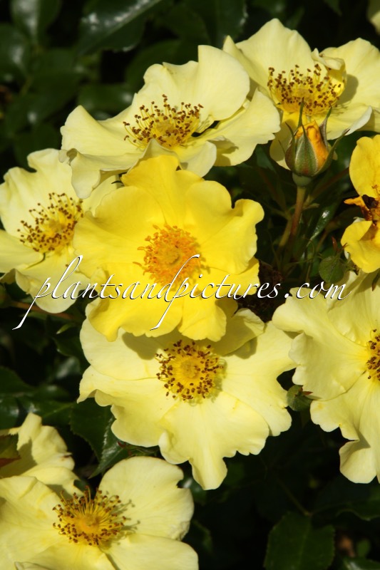 Rosa ‘Bokraruirol’ (ROLAND GARROS)