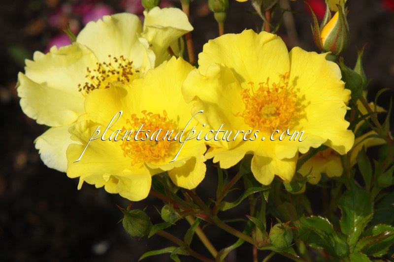 Rosa ‘Bokraruirol’ (ROLAND GARROS)