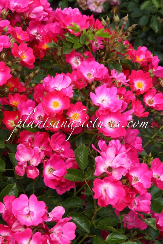 Rosa ‘Bokrathon’ (MARATHON)