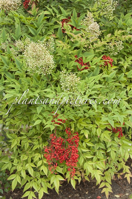 Nandina domestica