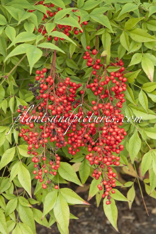 Nandina domestica