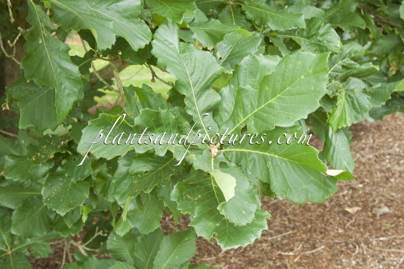 Quercus ‘Pondaim’