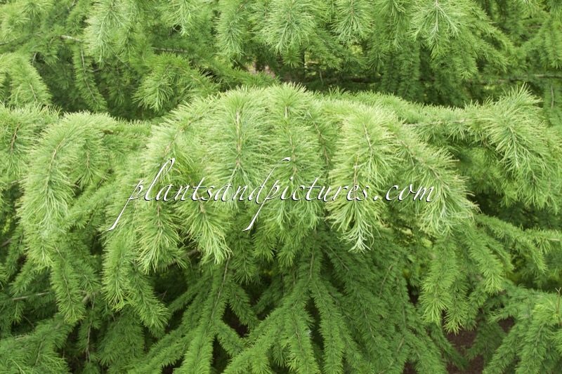 Pseudolarix amabilis