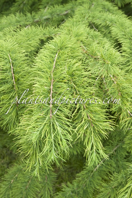 Pseudolarix amabilis