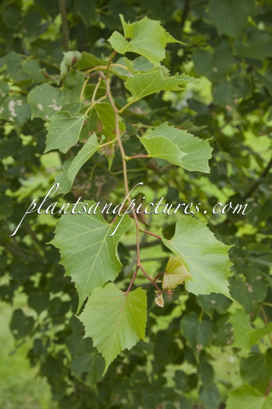 Tilia ‘Harold Hillier’