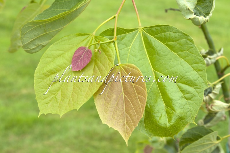 Tilia endochrysea