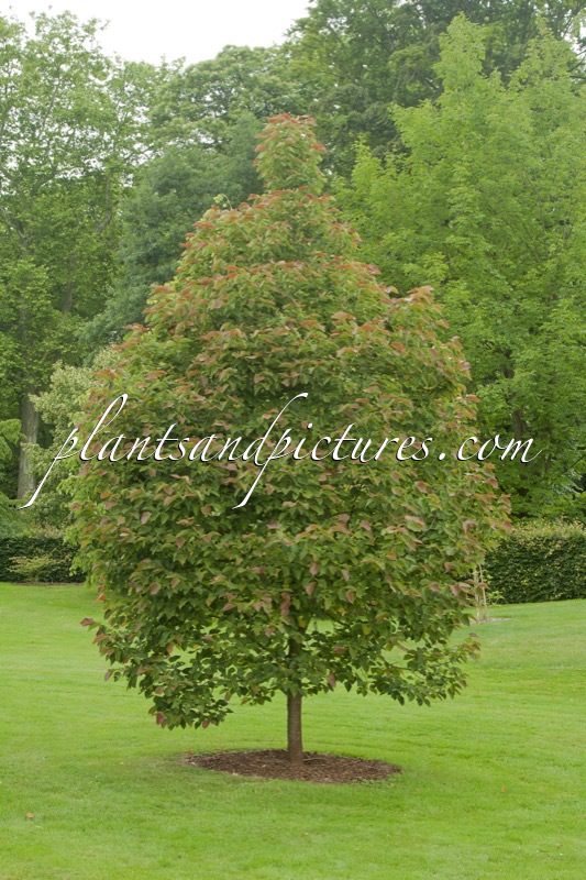 Tilia henryana (Arnold Form)