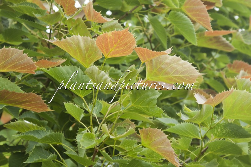 Tilia henryana (Arnold Form)
