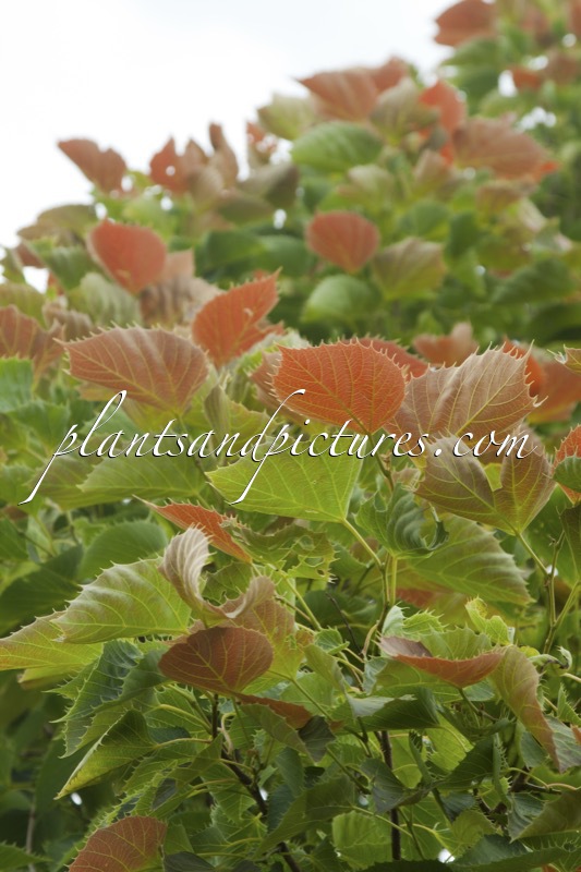 Tilia henryana (Arnold Form)