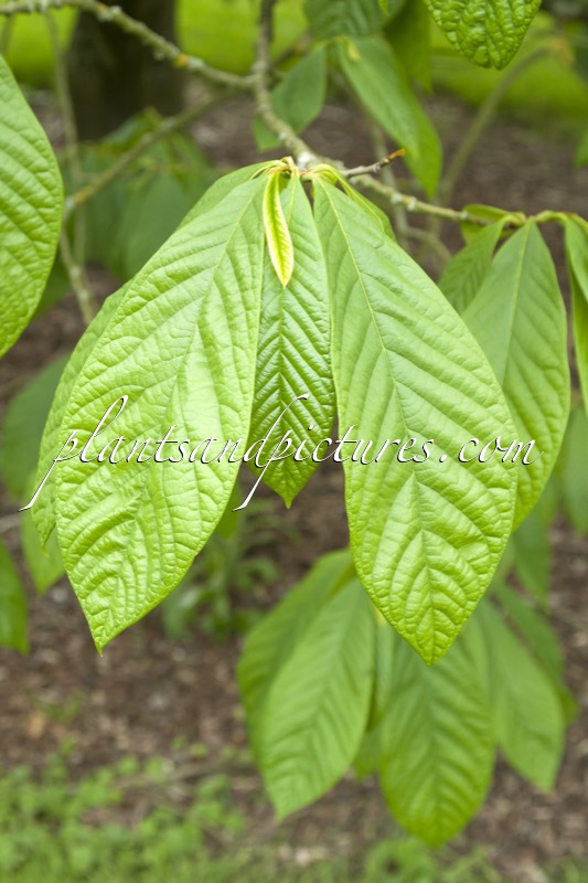 Asimina triloba