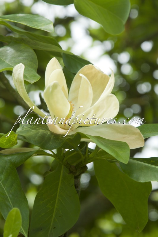 Magnolia thompsoniana