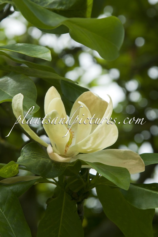 Magnolia thompsoniana