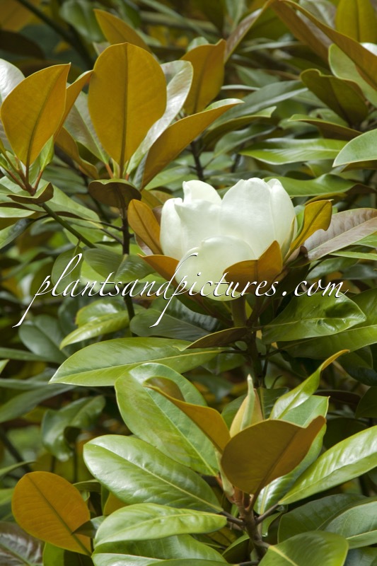 Magnolia grandiflora