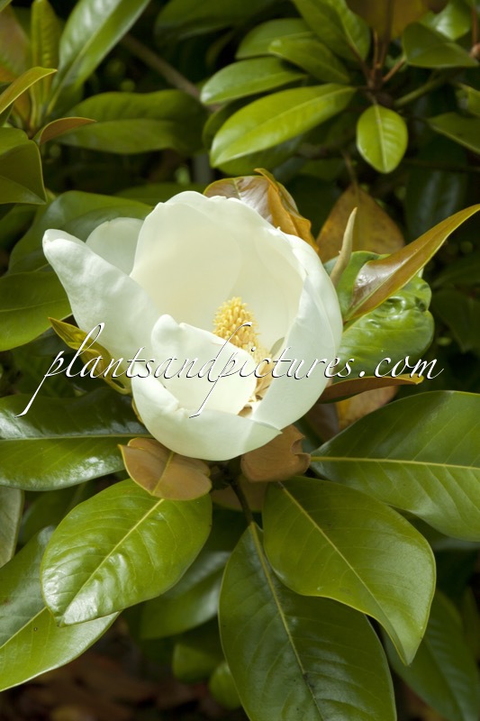Magnolia grandiflora