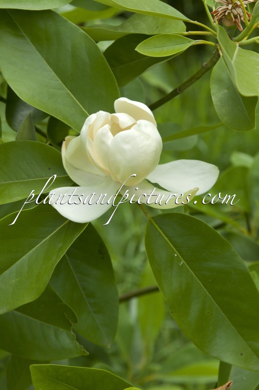 Magnolia virginiana ‘Havener’