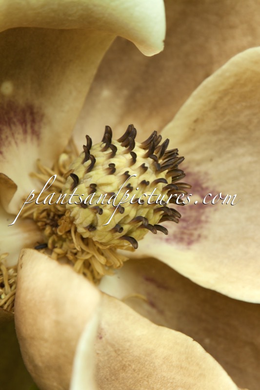 Magnolia macrophylla