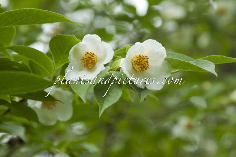 Stewartia henryae