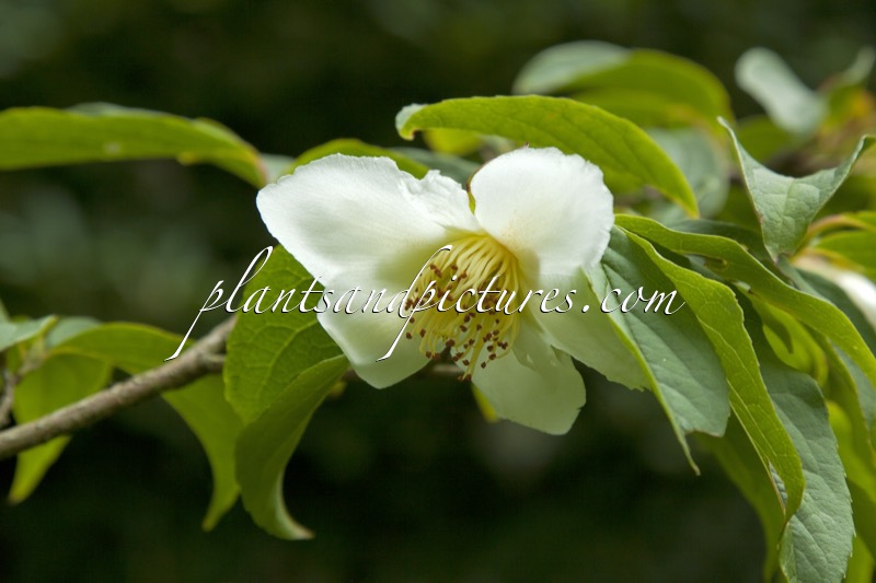 Stewartia sinensis var. acutisepala