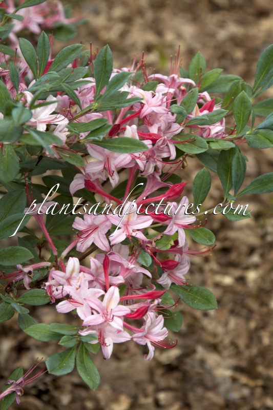 Rhododendron viscosum ‘Watergirl’