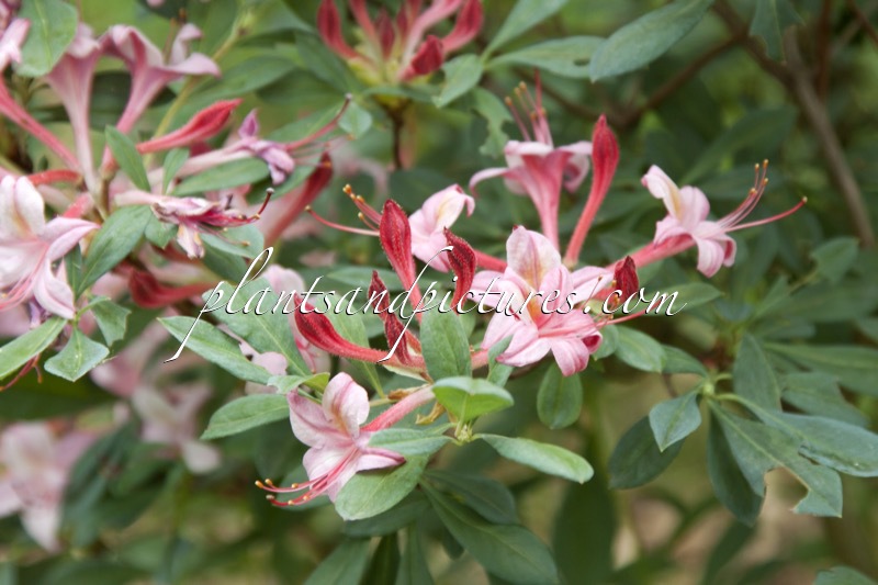 Rhododendron viscosum ‘Watergirl’