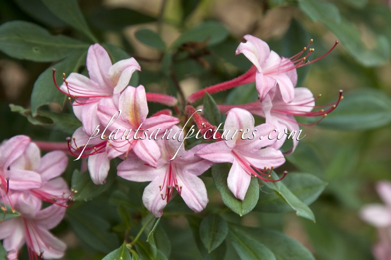 Rhododendron viscosum ‘Watergirl’