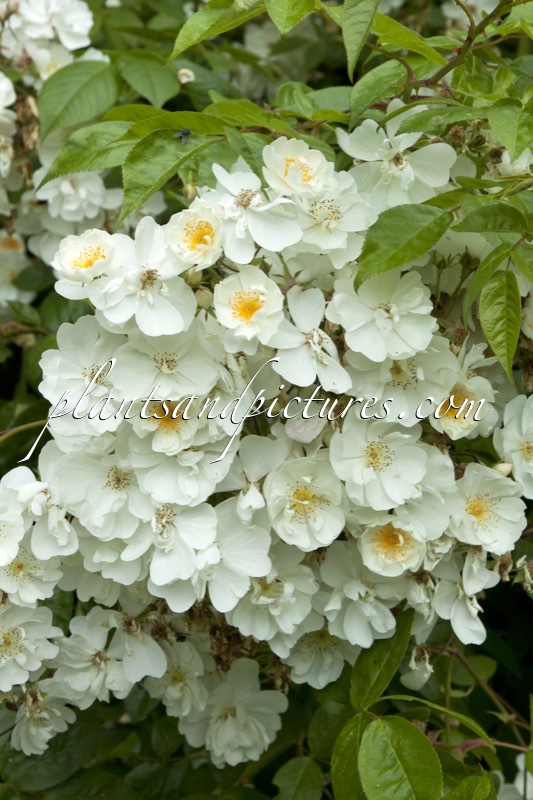 Rosa ‘Bobby James’