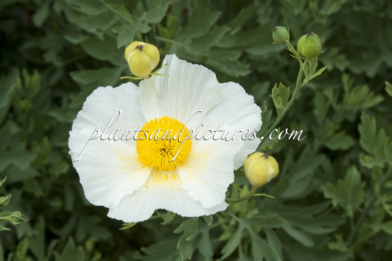 Romneya coulteri